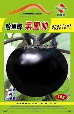 供应黑圆帅-茄子种子,哈里姆种子(天津), 中国蔬菜网产品库